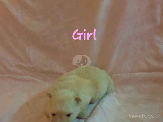 Pomeranian puppies for sale in Bolton, Manchester – 1 year old - Image 3 of 5