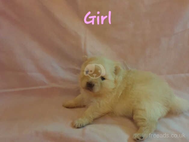 Pomeranian puppies for sale in Bolton, Manchester – 1 year old - Image 4 of 5