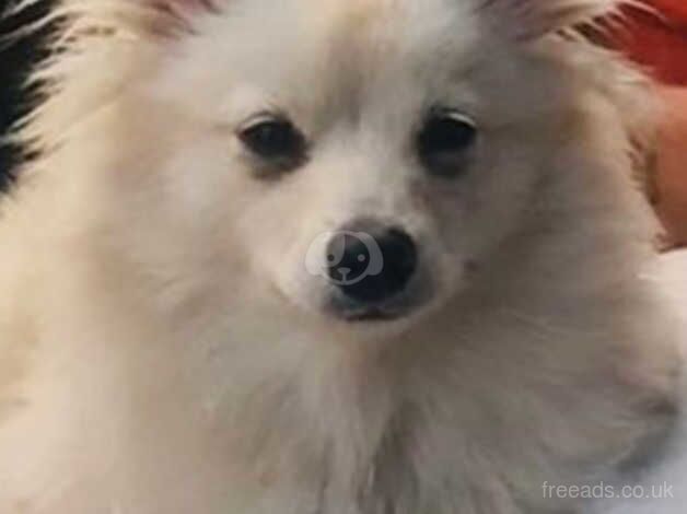 Pomeranian puppies for sale in Bolton, Manchester – 1 year old - Image 5 of 5