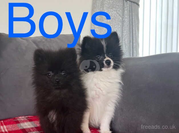 Pomeranian puppies for sale in Norwich, Norfolk – 1 year old - Image 1 of 5