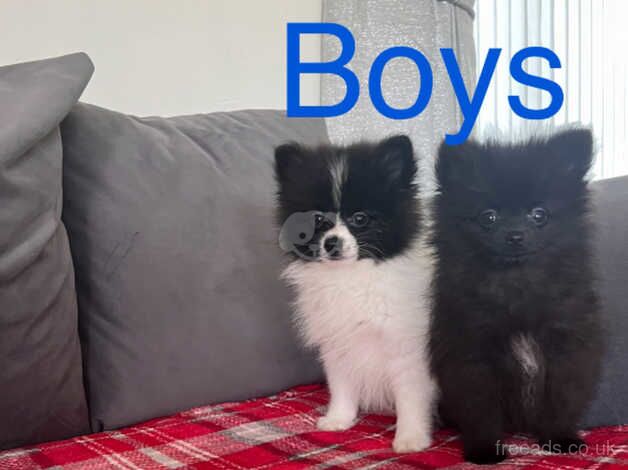 Pomeranian puppies for sale in Norwich, Norfolk – 1 year old - Image 2 of 5