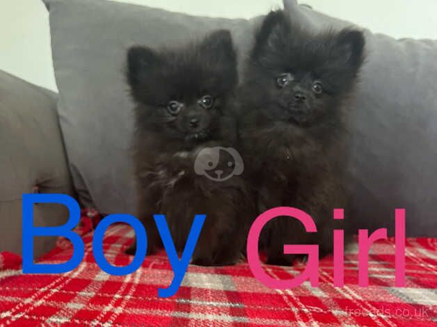 Pomeranians for sale in Norwich, Norfolk - Image 3