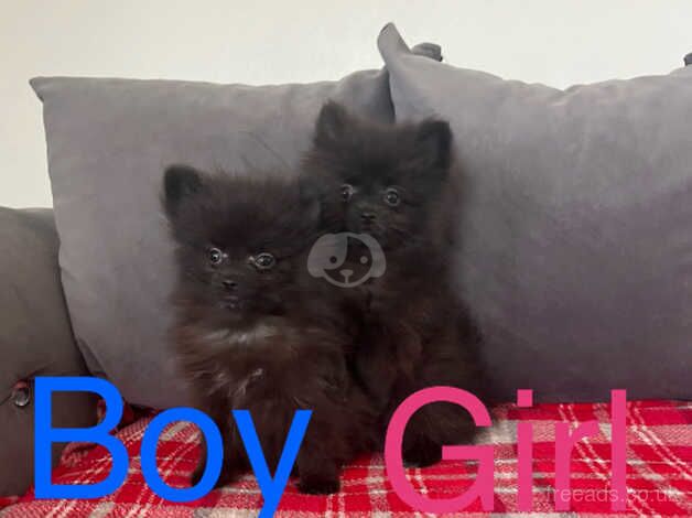 Pomeranian puppies for sale in Norwich, Norfolk – 1 year old - Image 4 of 5