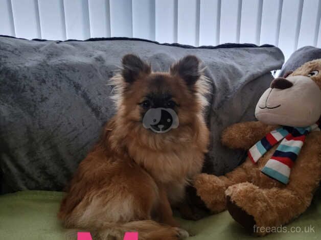 Pomeranian puppies for sale in Norwich, Norfolk – 1 year old - Image 5 of 5