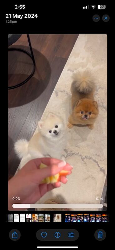 Pomeranians (male and female) - Image 2 of 3