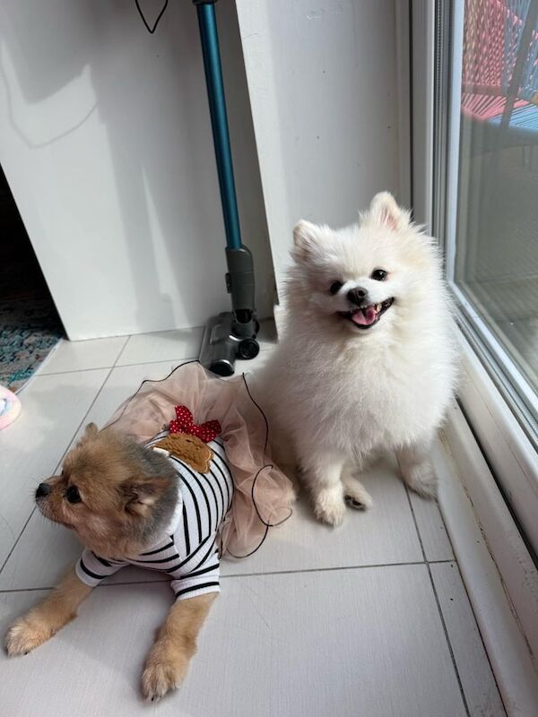 Pomeranians (male and female) - Image 3 of 3