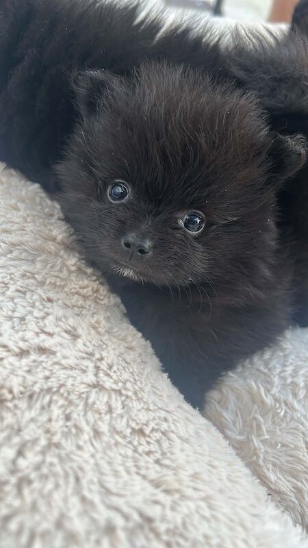 5 Pomeranians ready on 27th August - Image 2 of 8