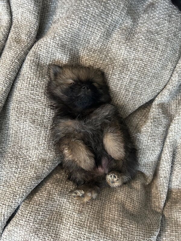 5 Pomeranians ready on 27th August - Image 3 of 8