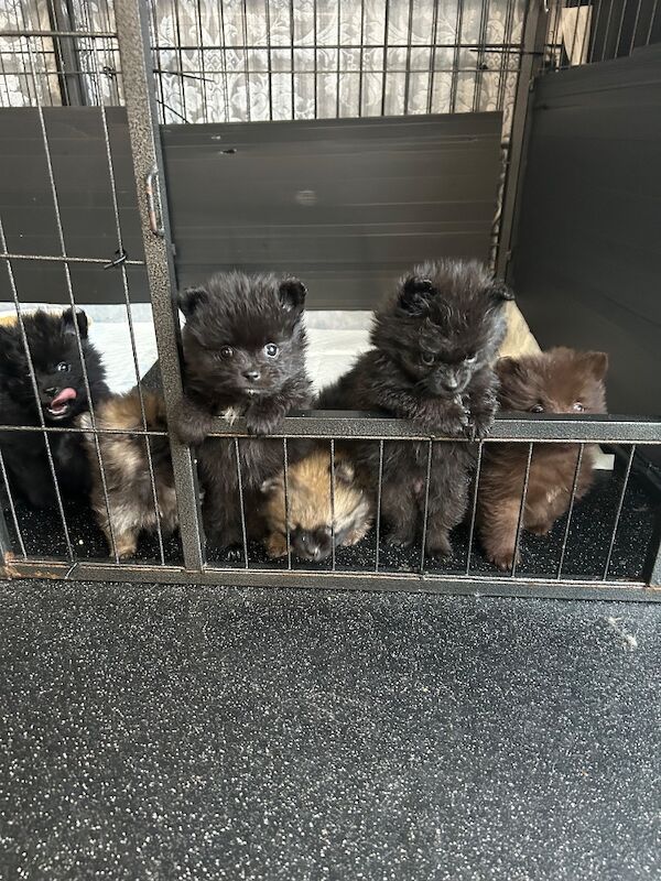5 Pomeranians ready on 27th August - Image 4 of 8