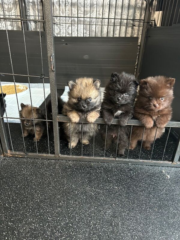 5 Pomeranians ready on 27th August - Image 5 of 8