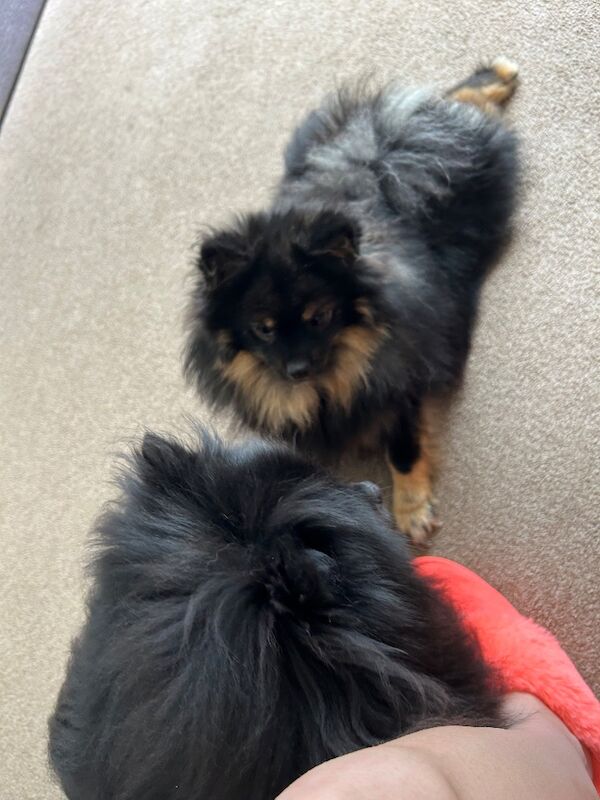 5 Pomeranians ready on 27th August - Image 6 of 8