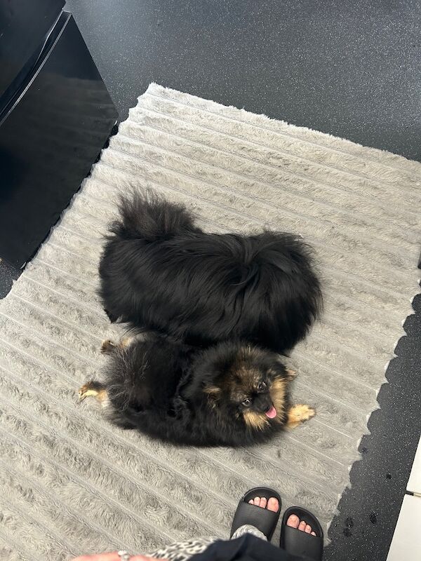 5 Pomeranians ready on 27th August - Image 8 of 8