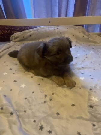 Pomeranian puppies for sale in Dartford, Kent – 1 year old - Image 1 of 5