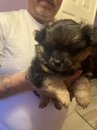 Pomeranian puppies for sale in Dartford, Kent – 1 year old - Image 4 of 5