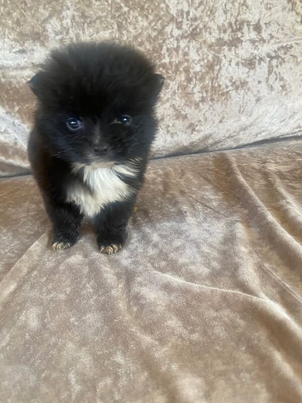 Pomeranion puppies for sale in Market Harborough, Leicestershire - Image 2
