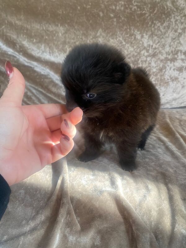 Pomeranion puppies for sale in Market Harborough, Leicestershire - Image 3