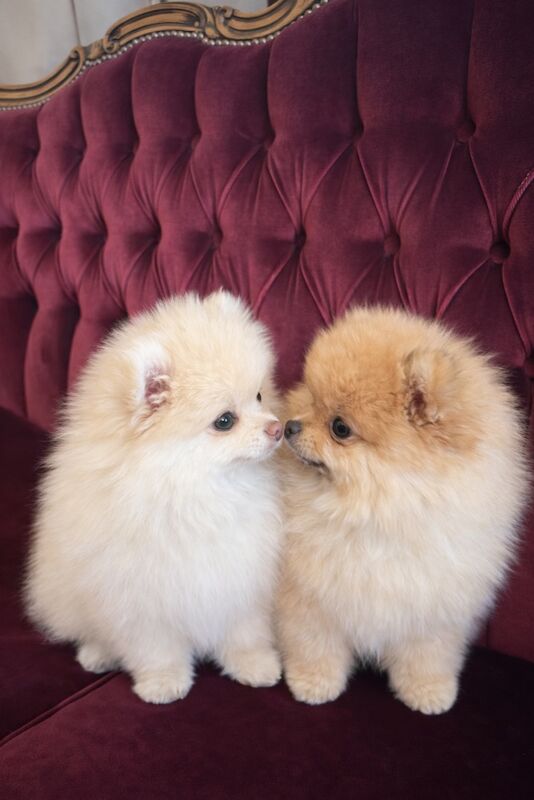 Pomerenian Mini