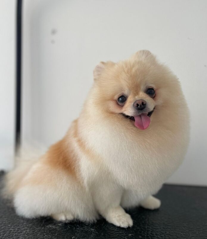 Pomerenian Mini - Image 3 of 5