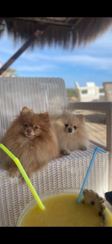 Pomerenian Mini - Image 5 of 5