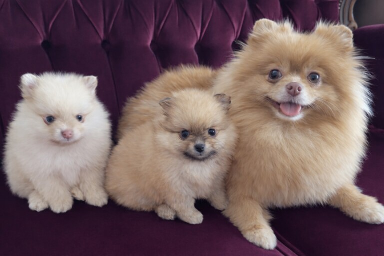 Pomeranian puppies for sale in Stratford, London – 5 weeks old