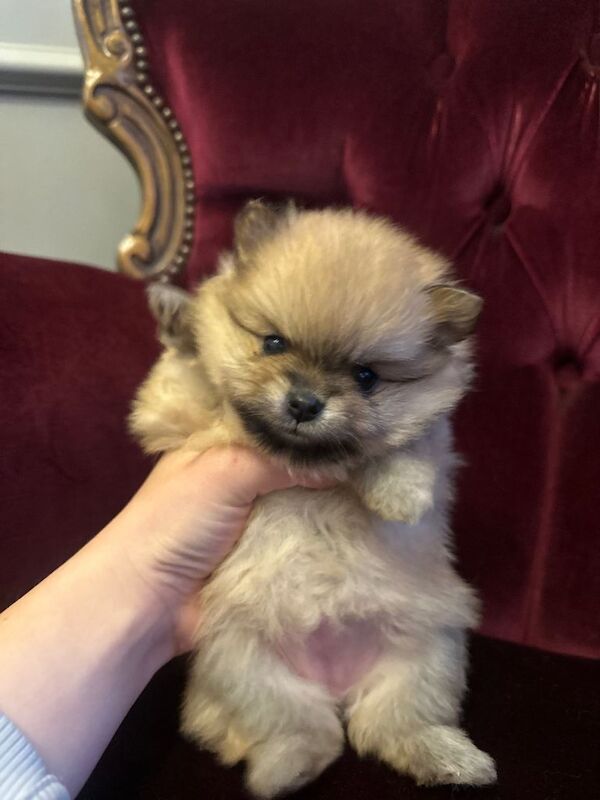 Pomerenian mini puppies litter - Image 2 of 4