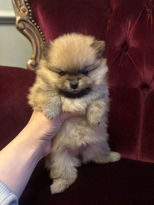 Pomerenian mini puppies litter - Image 3 of 4