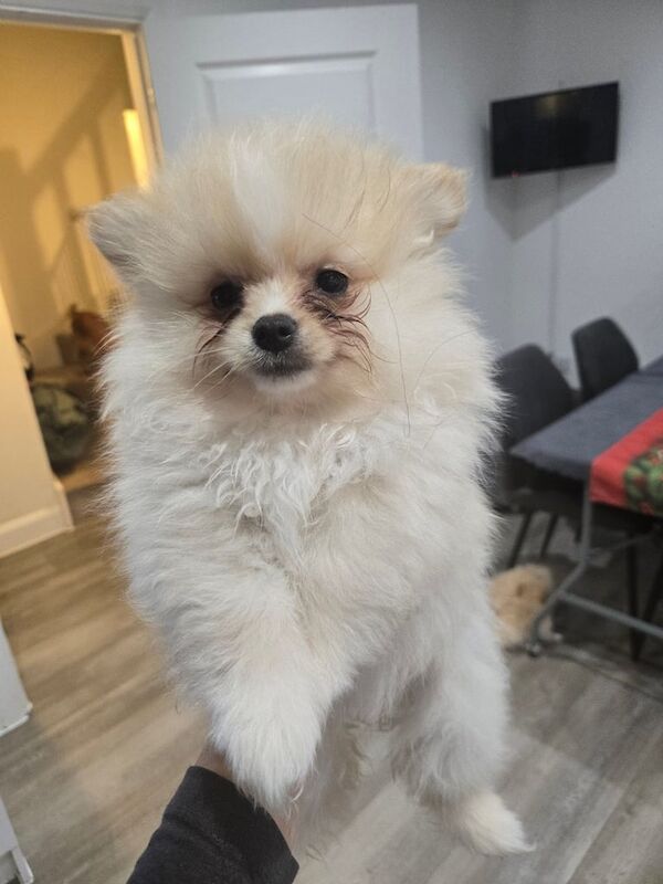 Pomeranian puppies for sale in Ringwood, Hampshire – 1 year old - Image 2 of 3