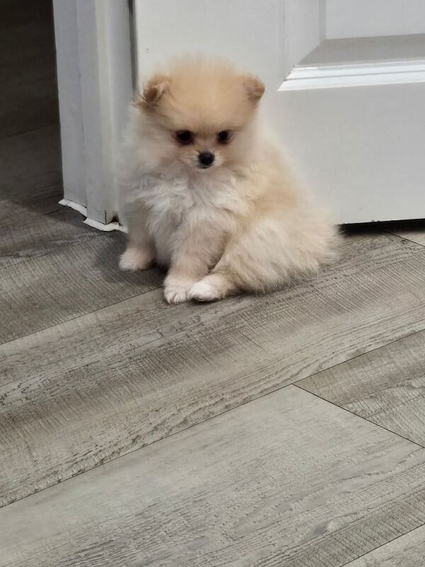 Pomeranian puppies for sale in Ringwood, Hampshire – 1 year old - Image 3 of 3