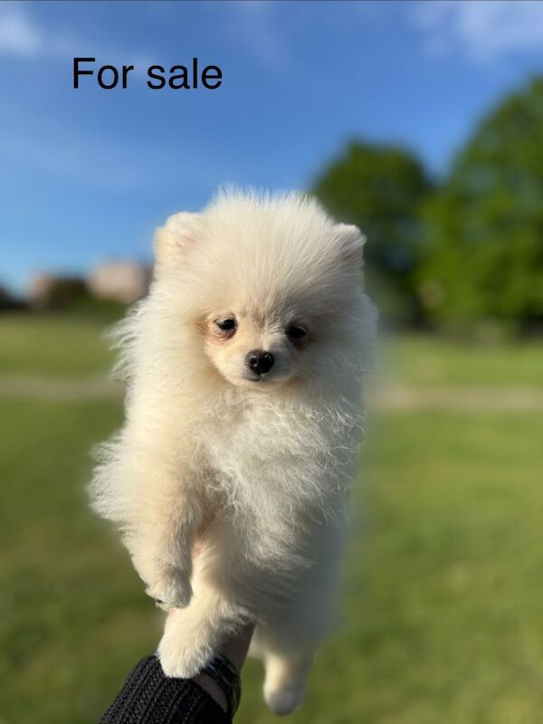 Pomerian - Image 2 of 4
