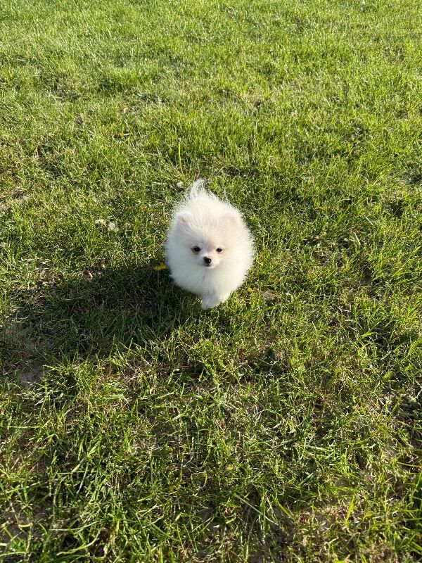 Pomerian - Image 3 of 4
