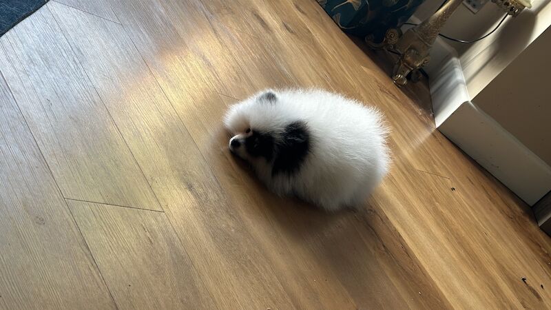 Pomeranian puppies for sale in Mansfield, Nottinghamshire – 1 year old - Image 1 of 3