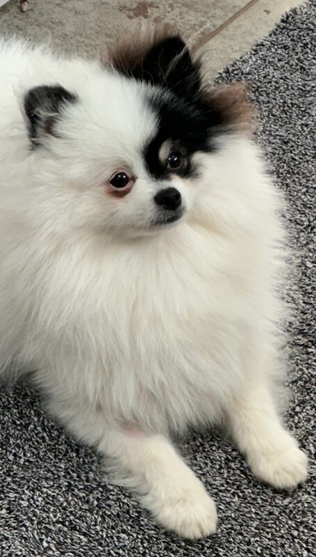 Pomeranian puppies for sale in Mansfield, Nottinghamshire – 1 year old - Image 2 of 3