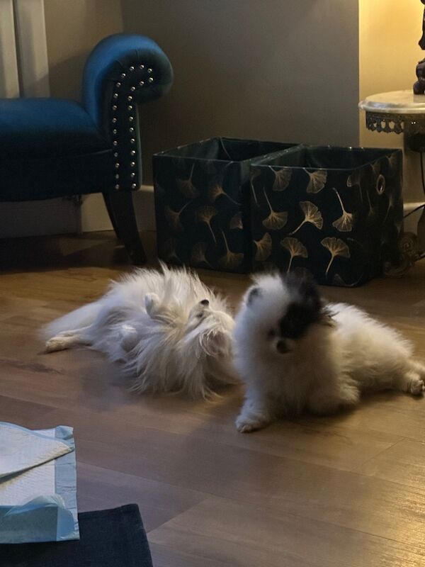 Pomeranian puppies for sale in Mansfield, Nottinghamshire – 1 year old - Image 3 of 3