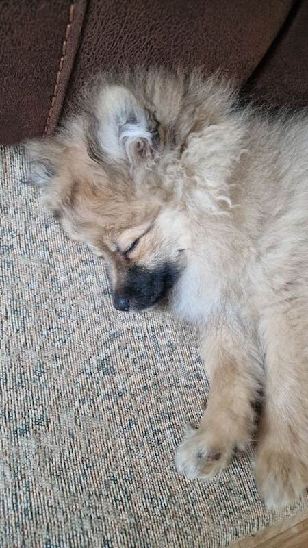 Pomerian boy pup, kc registered, last in litter - Image 2 of 5