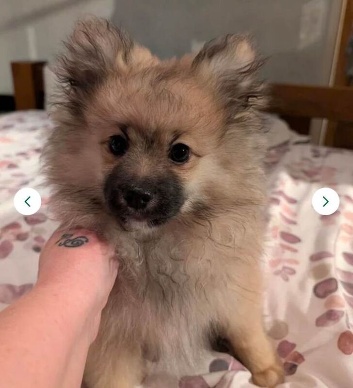 Pomerian boy pup, kc registered, last in litter - Image 3 of 5