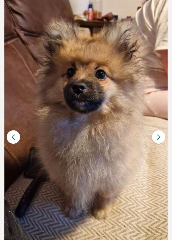 Pomerian boy pup, kc registered, last in litter - Image 4 of 5