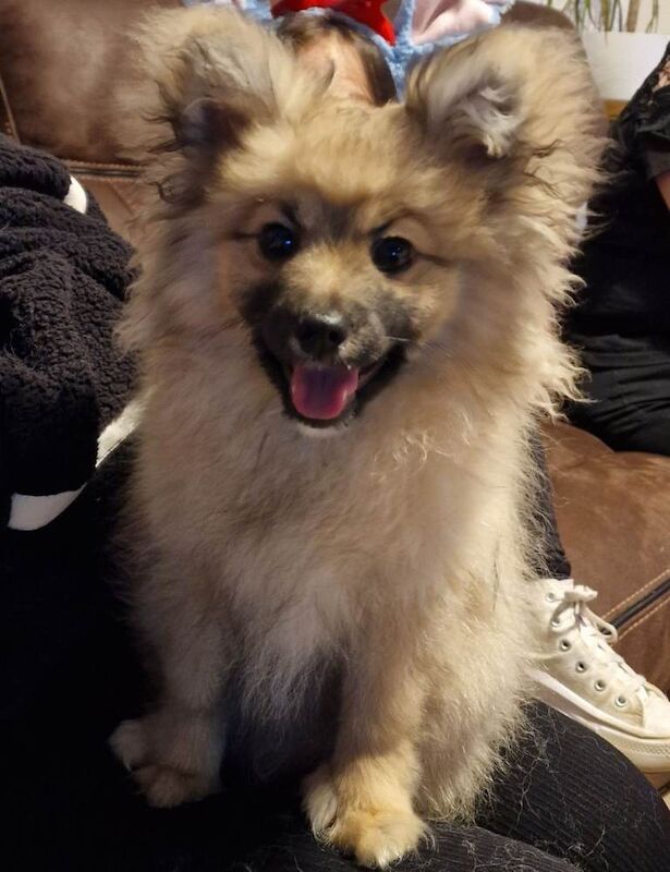 Pomerian boy pup, kc registered, last in litter - Image 5 of 5