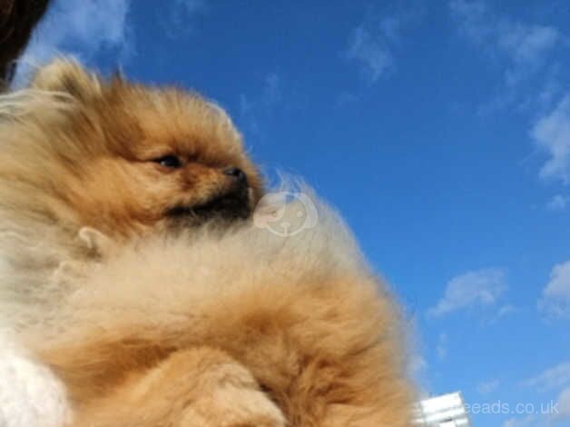 Pomerian mini for sale in Corby, Northamptonshire - Image 1
