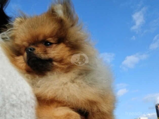 Pomerian mini for sale in Corby, Northamptonshire - Image 2