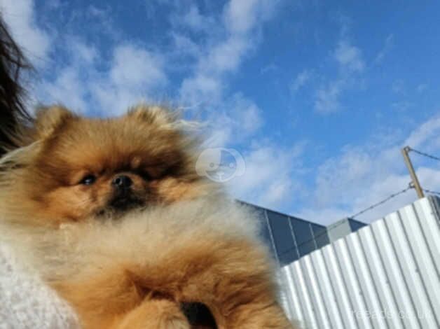 Pomerian mini for sale in Corby, Northamptonshire - Image 4