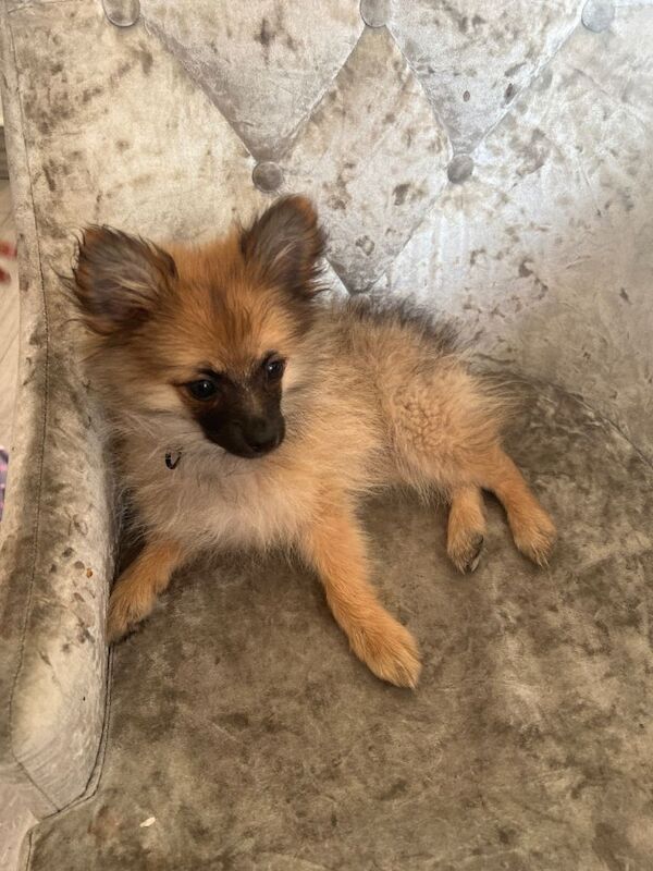 Pomerian need new home