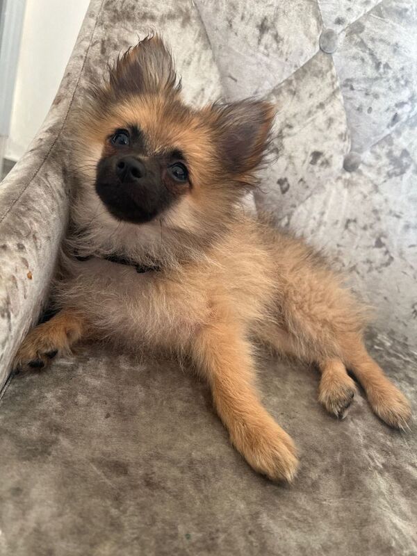 Pomerian need new home - Image 2 of 3