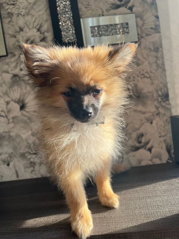 Pomerian need new home - Image 3 of 3