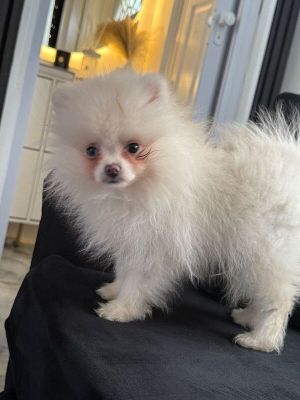 Pomeranian puppies for sale in Sinfin, Derbyshire – 5 months old - Image 2 of 3