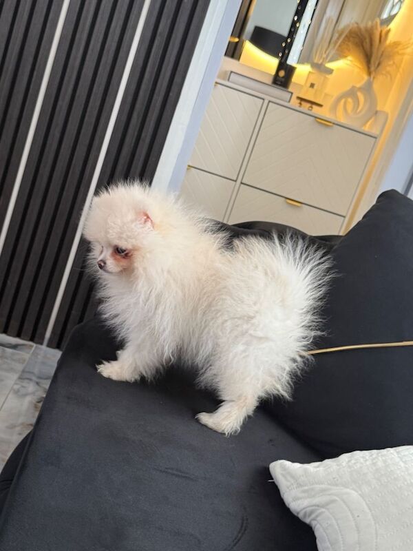 Pomeranian puppies for sale in Sinfin, Derbyshire – 5 months old - Image 3 of 3