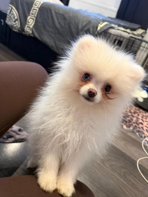 Pomerian puppy - Image 2 of 6