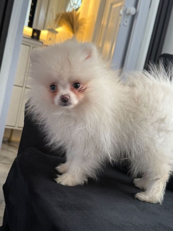 Pomerian puppy - Image 3 of 6