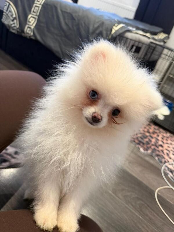 Pomerian puppy - Image 4 of 6