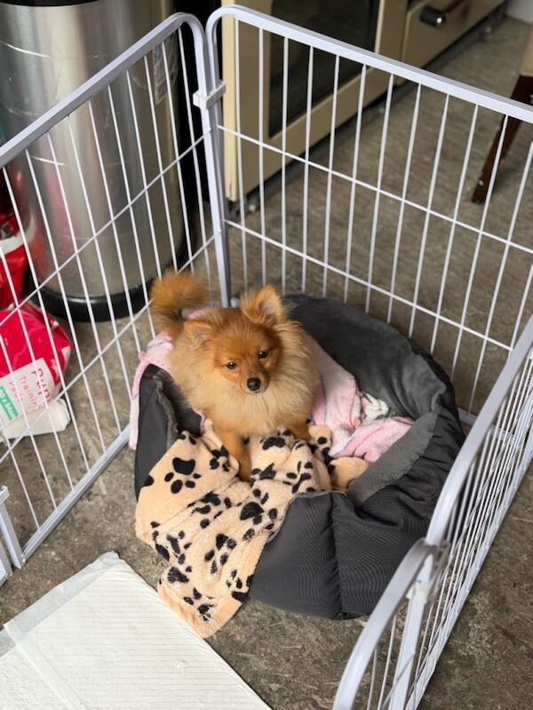 Pomeranian Puppies For Sale