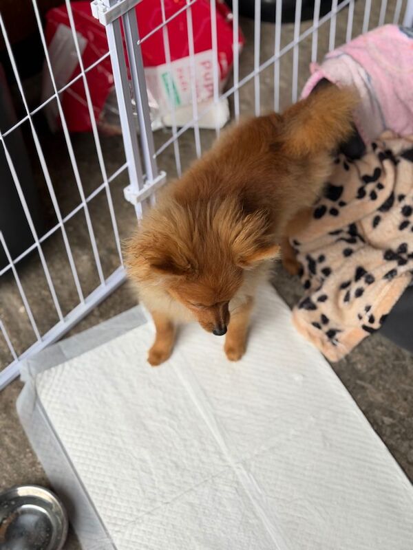 Pomerian puppy - Image 2 of 3